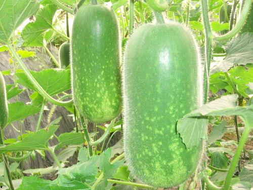 重生 51热门大瓜今日大瓜最新,揭秘今日热门大瓜，最新爆料一网打尽！